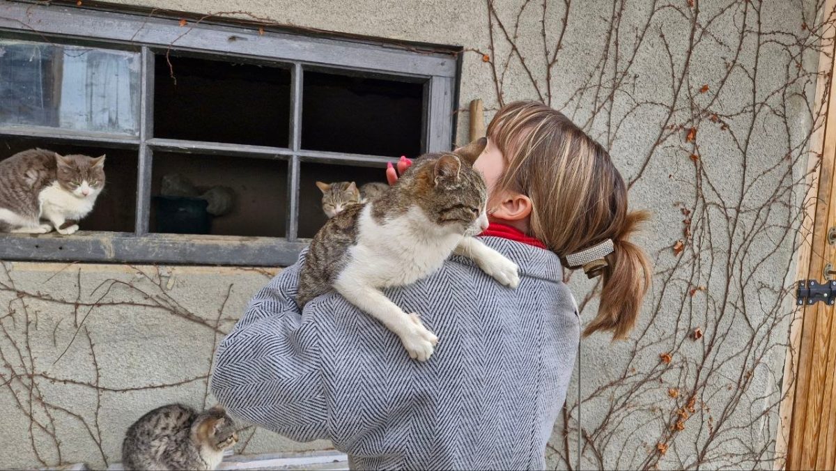 Кошки во дворе